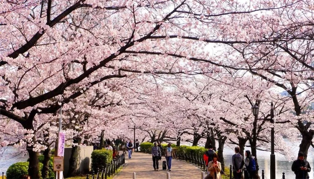 Spring joy in Tokyo: people enjoy the cherry blossoms