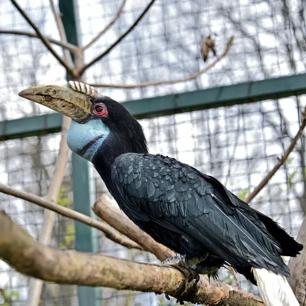 Spring in KyivZoo: wavy kalaos - Kocha and Cora - return to their summer estate