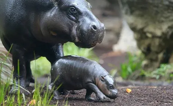 April 8: Day of the Dwarf Hippo, International Buddhist Day