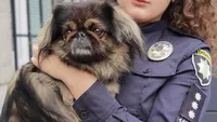 Petition for the creation of animal police received the required number of votes for consideration