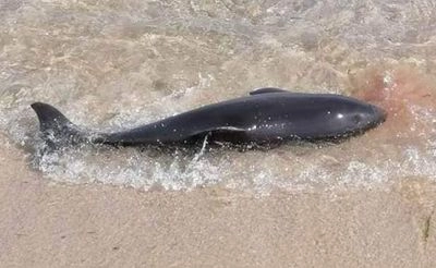У Чорному морі в березні загинуло ще 130 дельфінів, їх виявили біля берегів краснодарського краю рф - науковець