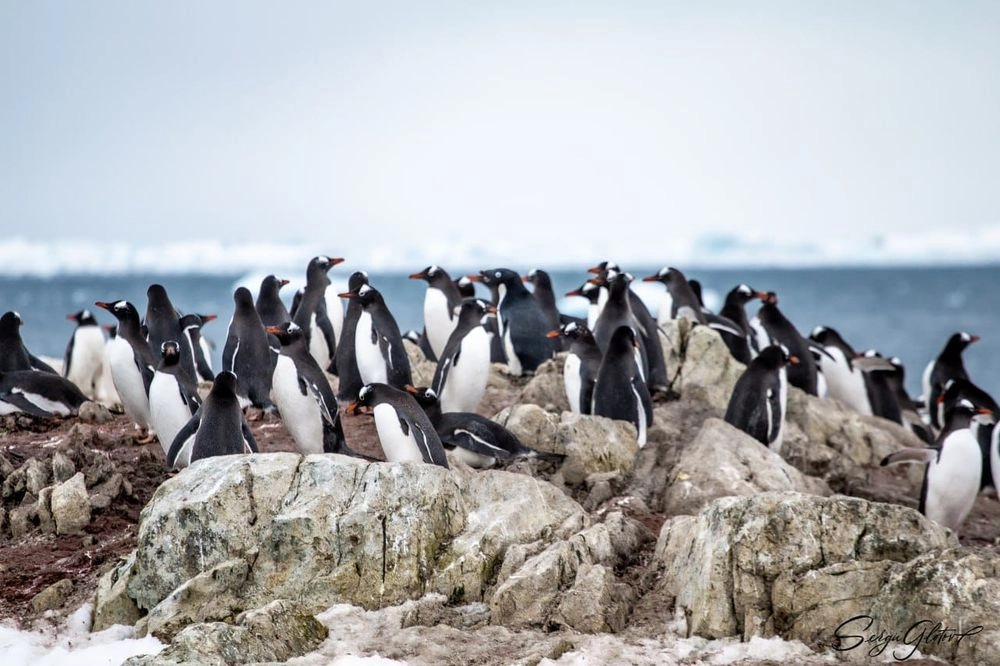 Українські полярники на станції Вернадського нарахували рекордну кількість субантарктичних пінгвінів