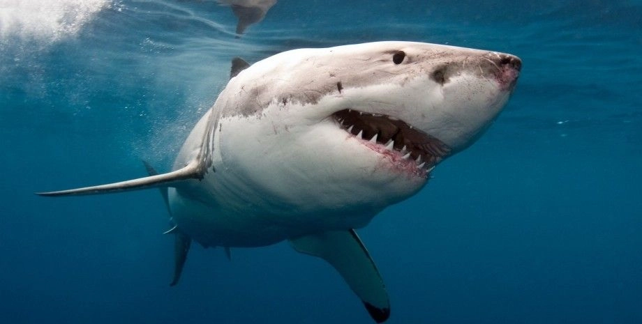 A shark attacks a Russian tourist in the Maldives