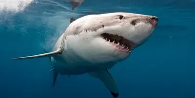 A shark attacks a Russian tourist in the Maldives