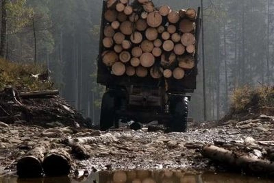 More than 60 thousand hectares of Ukrainian forest destroyed by russians - NGL.media analysis