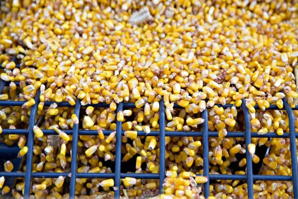 china-refuses-to-accept-previously-ordered-batches-of-ukrainian-corn-bloomberg