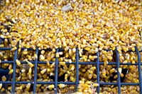 Китай відмовився приймати раніше замовлені партії української кукурудзи – Bloomberg