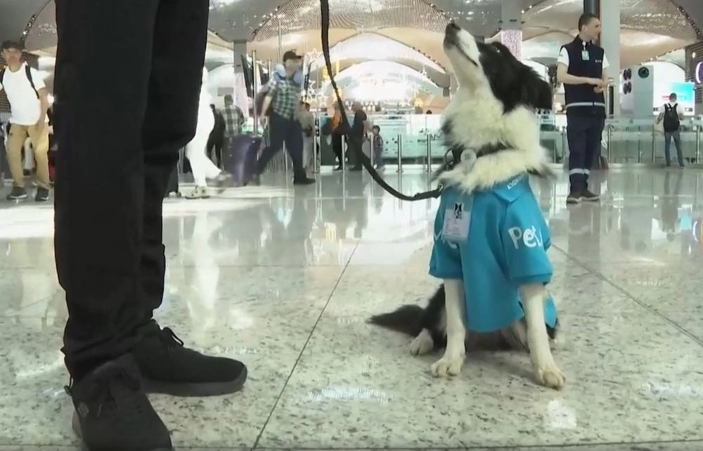 В аэропорту Стамбула начали работать собаки-терапевты