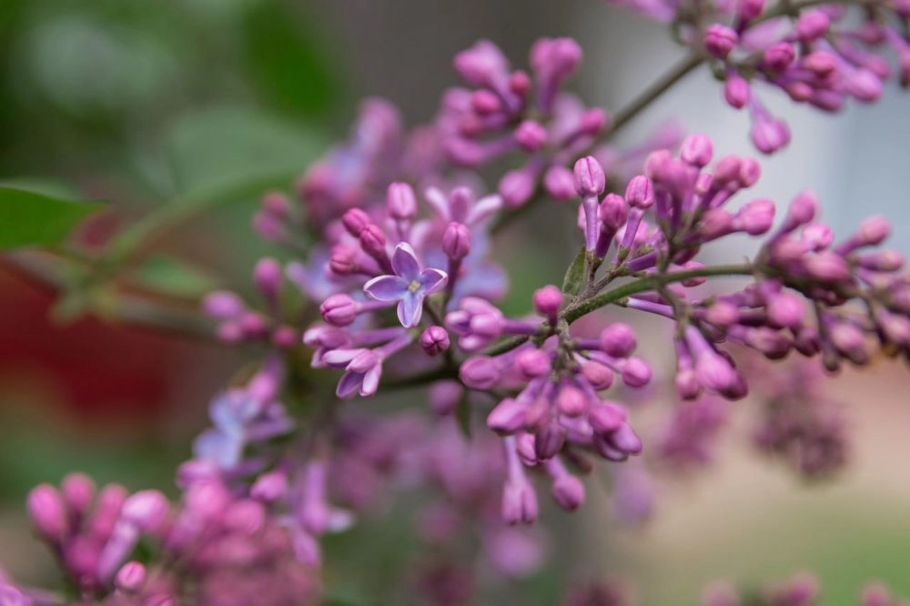 Lilacs begin to bloom in Kyiv: photos and locations