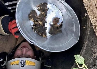 Every life is important: ducklings pulled out of a sewer well in Kalush