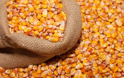 В этом году аграрии из прифронтовых регионов смогут бесплатно получить семена кукурузы на посевную