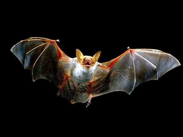 World Bat Day, International Espresso Coffee Day, Firefighters' Day in Ukraine. What else can be celebrated on April 17