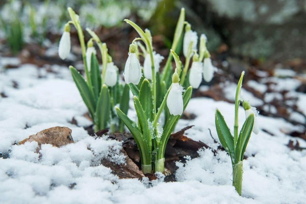 April 19: Snowdrop Day, Garlic Day