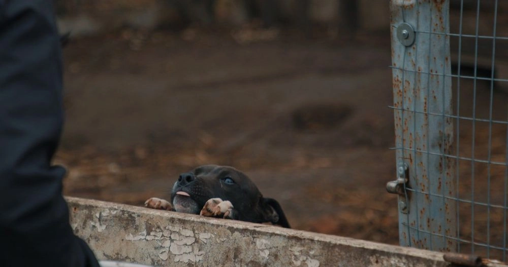 Відбулася Всеукраїнська прем’єра документального фільму про тварин "У пошуках Ніки"