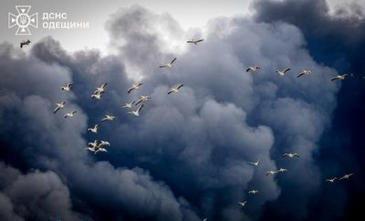Около сотни пеликанов появились в небе во время ликвидации последствий российских обстрелов в Одесской области