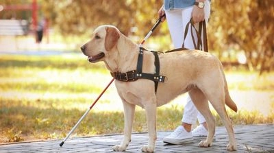 April 24: International Guide Dog Day, Stationery Day
