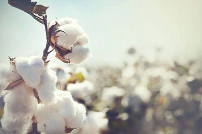 Ukraine simplifies registration of cotton for gunpowder production: Verkhovna Rada adopts decision
