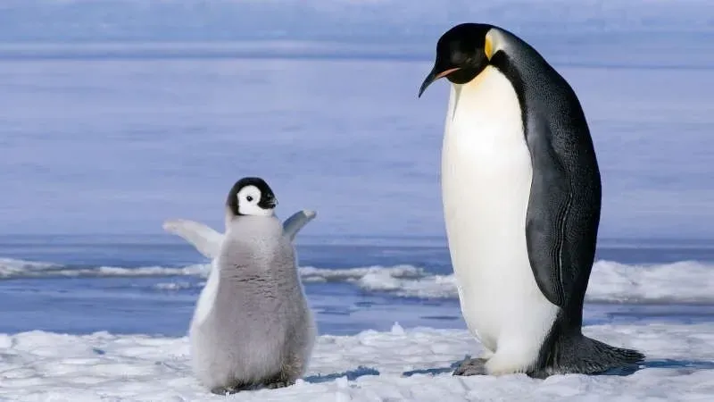 world-penguin-day-international-dna-day-what-else-can-be-celebrated-on-april-25