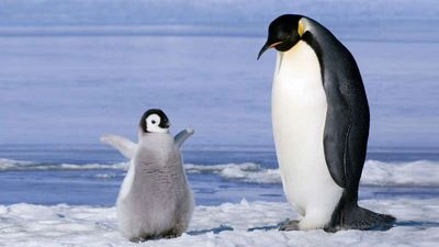 Всемирный день пингвинов, Международный день ДНК. Что еще можно отметить 25 апреля