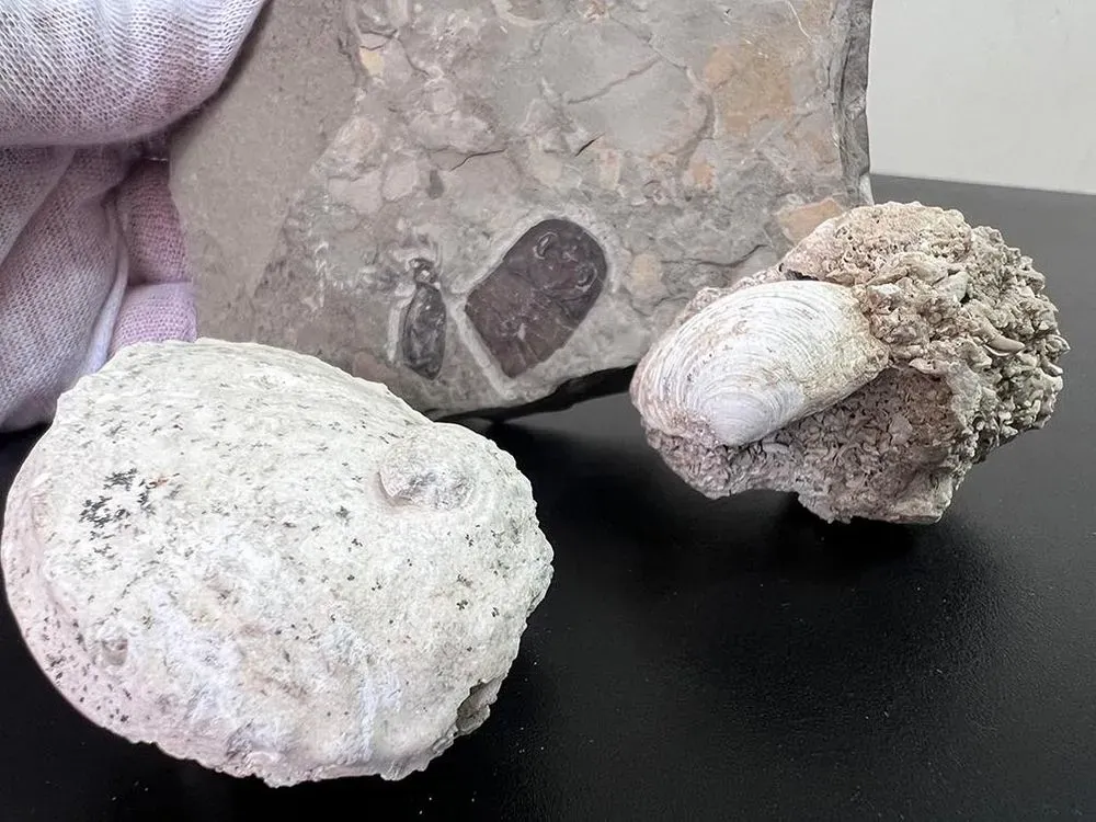 za-granitsu-pitalis-vivezti-unikalnie-paleontologicheskie-tsennosti-kotorim-okolo-443-millionov-let