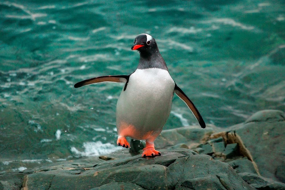 Украинские полярники показали три вида пингвинов, которые живут вблизи станции "Академик Вернадский"