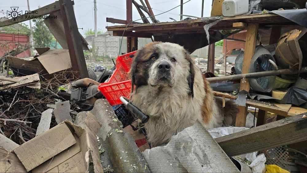 "Болить кожному…": На Харківщині пес відмовився від їжі після того, як російська бомба поцілила в будинок його господарів - ДСНС