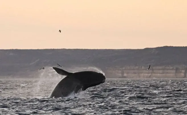 polar-explorers-show-how-whales-jump-in-antarctica