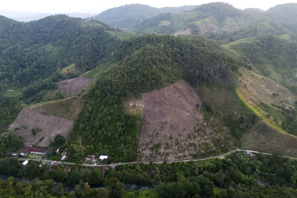 В Індонезії різко зросла вирубка лісів, науковці пов'язують це видобутком корисних копалин для переходу на "зелену" енергетику 