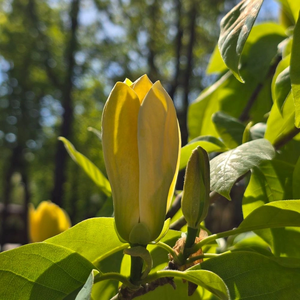 A rare yellow magnolia blooms in Kharkiv