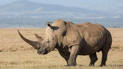 Rhino Protection Day, School Principals' Day, Spring and Labor Day. What else can be celebrated on May 1