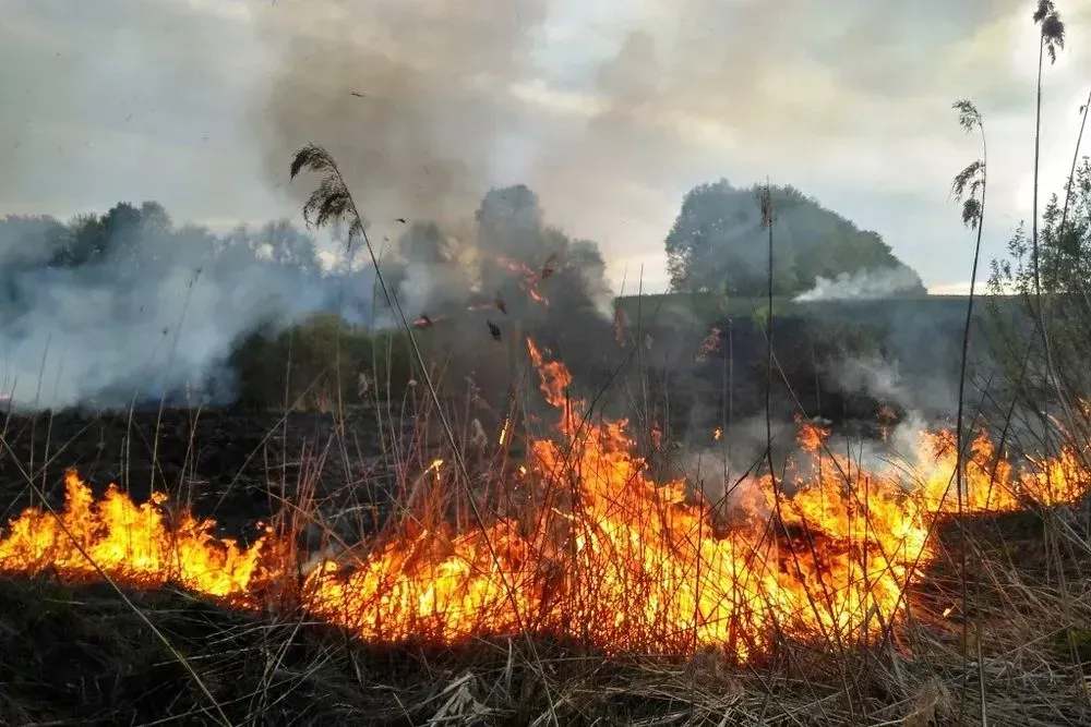 В этом году увеличилось количество пожаров в экосистемах - ГСЧС