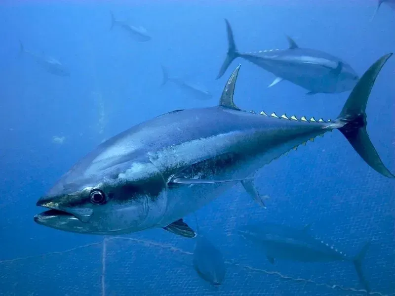 May 2: World Tuna Day, International Password Day, Maundy Thursday