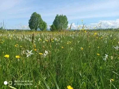 Mass flowering in the Valley of Daffodils has begun in Transcarpathia