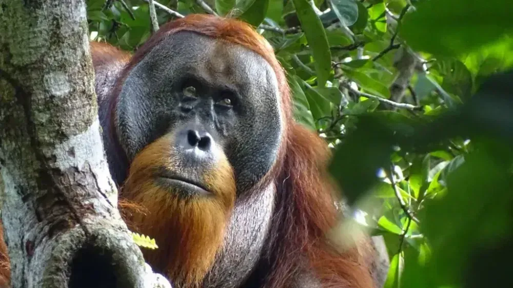 in-indonesia-an-orangutan-has-learned-to-treat-its-own-wounds-using-medicinal-plants