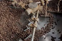 Ціни на какао впали майже на 30% після досягнення рекордних максимумів - Bloomberg