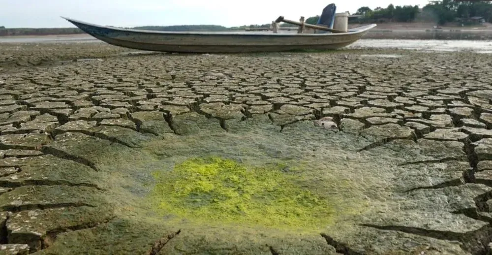 У В'єтнамі найдовша спека за 30 років, у водосховищах загинули сотні тисяч риб