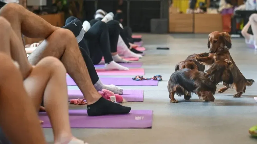 italy-bans-yoga-for-puppies