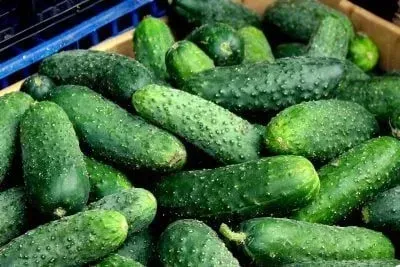 Prices for cucumbers fell by 20% due to seasonal increase in supply