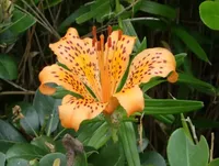 For the first time in over 100 years: a new species of lily discovered in Japan