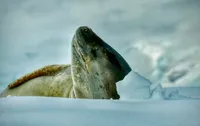 Ukrainian polar explorers show a sea leopard "sunbathing" on an ice floe