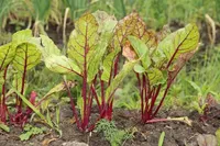 Одесская область планирует увеличить выращивание арбузов и выйти на самообеспечение овощами