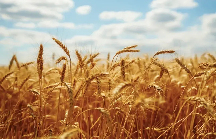 Мали виводити нові сорти пшениці, а натомість торгували землею за кеш - політолог про мутні схеми НААНУ