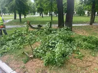 Сильный ветер в Харькове повалил деревья и повредил крыши
