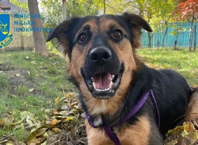 Бросил пса на асфальт: киевлянин может получить 8 лет за жестокое обращение с животным