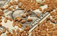 Україна втрачає мільярди, оскільки до 40% врожаю зернових уникає оподаткування – The Economist