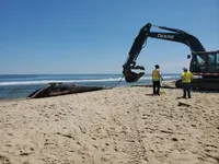 На носу круизного лайнера, прибывшего в Нью-Йорк, найден мертвый кит
