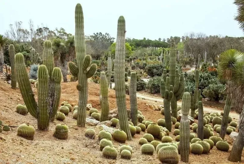 may-10-cactus-day-world-health-day