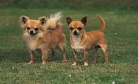 May 14: International Chihuahua Day, Little Duckling Dance Day