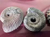Under the guise of aquarium decorations: fifty Jurassic mollusks were smuggled from Ukraine