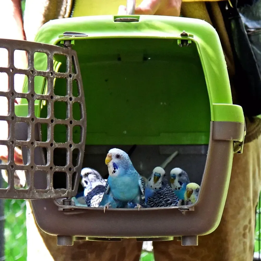 with-nests-ropes-and-swings-budgerigars-in-the-kyiv-zoo-moved-into-a-summer-house
